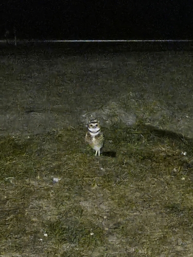 Burrowing Owl