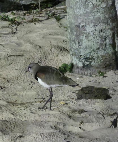Southern Lapwing