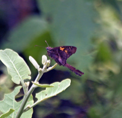 Chioides