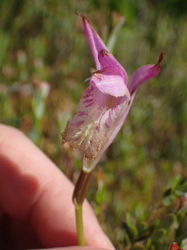 Arethusa bulbosa, photograph 4