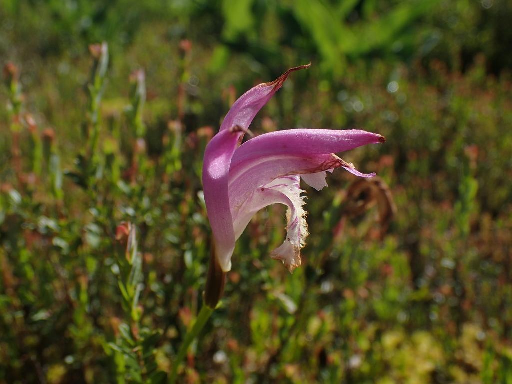 Arethusa bulbosa; photograph (c) John Baur, some rights reserved (CC BY)