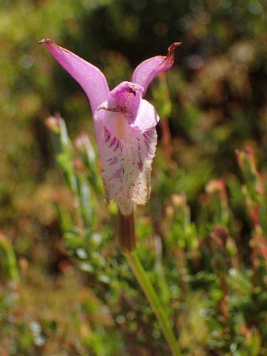 Arethusa bulbosa, photograph 3