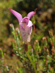 (c) John Baur, some rights reserved (CC BY) Arethusa bulbosa, photograph (c) John Baur, some rights reserved (CC BY)