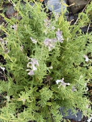 Nepeta nepetella, photograph (c) Tony KM, some rights reserved (CC BY)