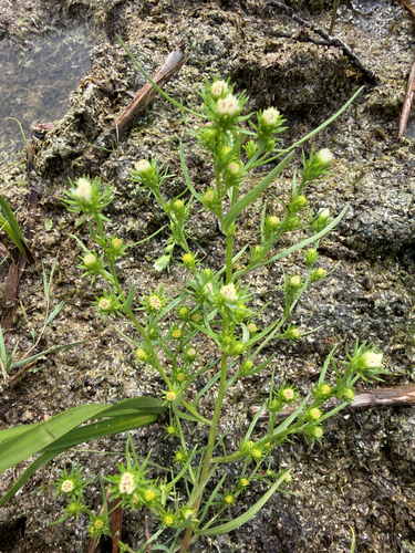 rayless annual aster