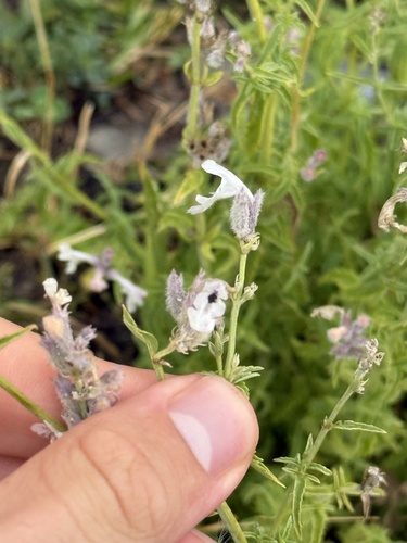 Nepeta nepetella, photograph 4