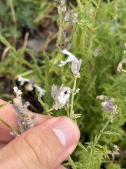 Nepeta nepetella, photograph (c) Tony KM, some rights reserved (CC BY)