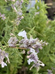 Nepeta nepetella, photograph (c) Tony KM, some rights reserved (CC BY)