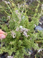 Nepeta nepetella, photograph (c) Tony KM, some rights reserved (CC BY)