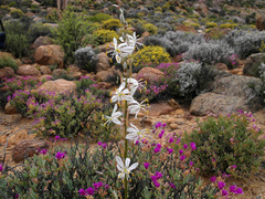 Chlorophytum crassinerve