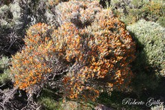 Anarthrophyllum elegans