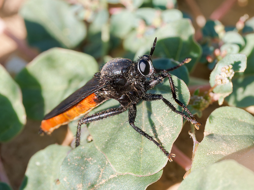 Ospriocerus