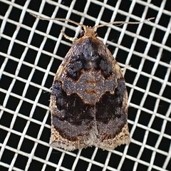 Archips infumatana