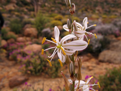 Chlorophytum crassinerve