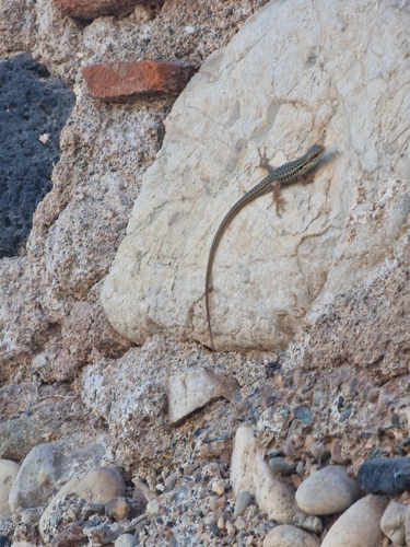 Italian Wall Lizard