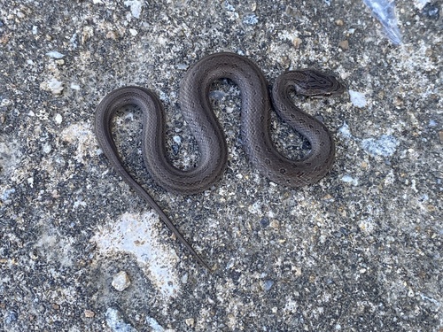 Frog-eating Rat Snake