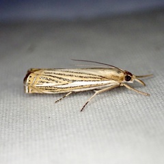 Crambus multilinellus