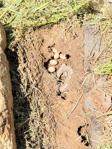 Great Plains Skink