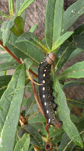 Bedstraw Hawkmoth