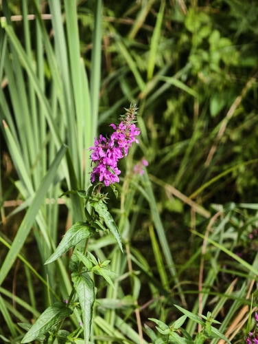 purple loosestrife