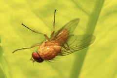 Phaonia pallida