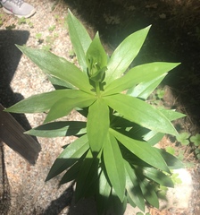 Lilium parryi