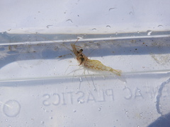 Palaemon serenus