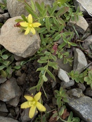 Hypericum humifusum, photograph (c) Ewan Shilland, some rights reserved (CC BY)