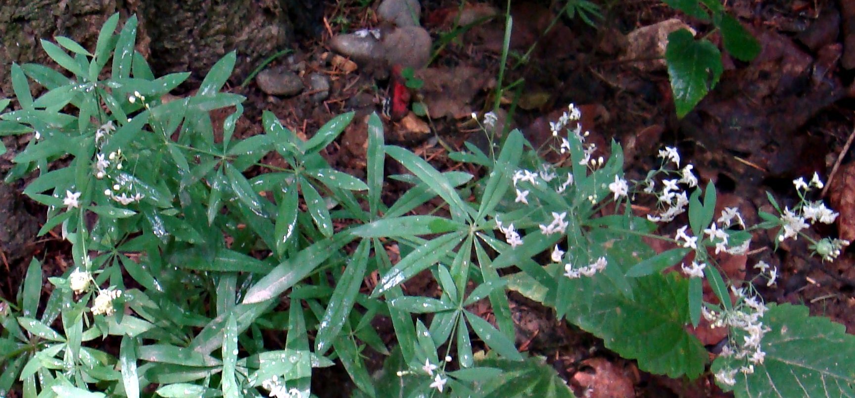 Galium intermedium