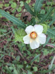 Hibiscus richardsonii