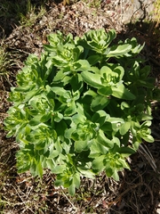 Hylotelephium telephium