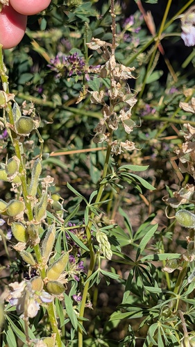 Lupinus argenteus, photograph 5
