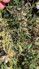 author not stated, no rights reserved Lupinus argenteus, photograph author not stated, no rights reserved