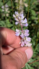 author not stated, no rights reserved Lupinus argenteus, photograph author not stated, no rights reserved
