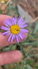 Dieteria bigelovii