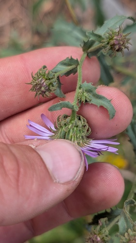 Dieteria bigelovii, photograph 2