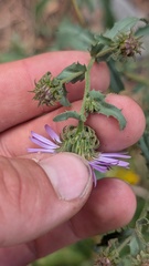 Dieteria bigelovii, photograph author not stated, no rights reserved