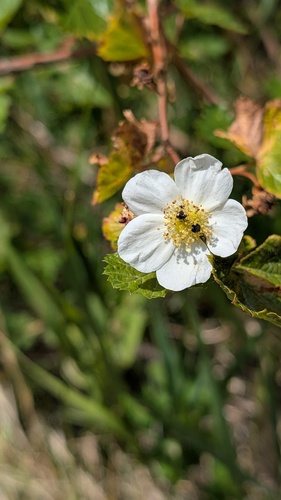 Rubus deliciosus, photograph 3