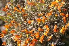 Anarthrophyllum elegans