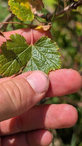 Rubus deliciosus, photograph 4