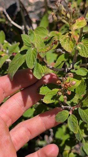 Jamesia americana, photograph 3