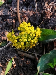 Tauschia decumbens