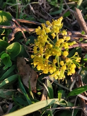 Tauschia decumbens