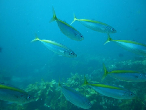 Decapterus koheru