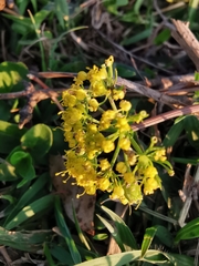 Tauschia decumbens