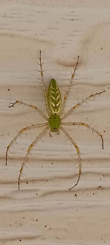Green Lynx Spider