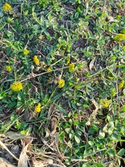 Tauschia decumbens