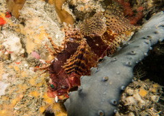 Dendrochirus brachypterus