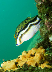 Canthigaster callisterna