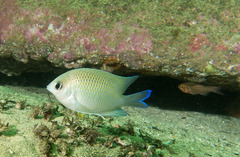 Mecaenichthys immaculatus